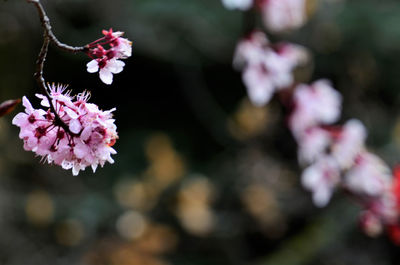 Close-up of pink cherry blossom