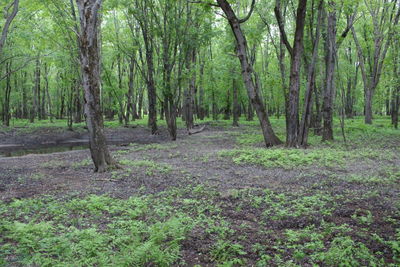 Trees in forest