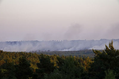 Scenic view of forest against sky