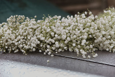 Close-up of white flowering plants on table