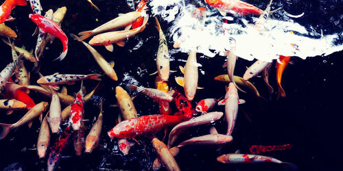 Close-up of koi carps swimming in water