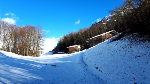 Snow covered trees against blue sky