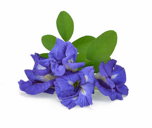 Close-up of purple flowering plant against white background