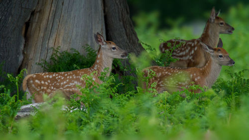 Deer standing in a forest