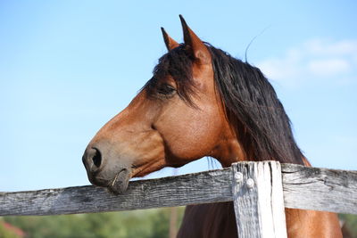 Close-up of horse standing against clear sky