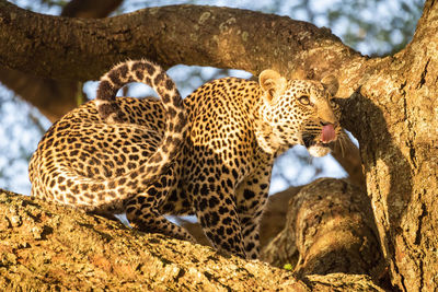 Leopard on tree trunk