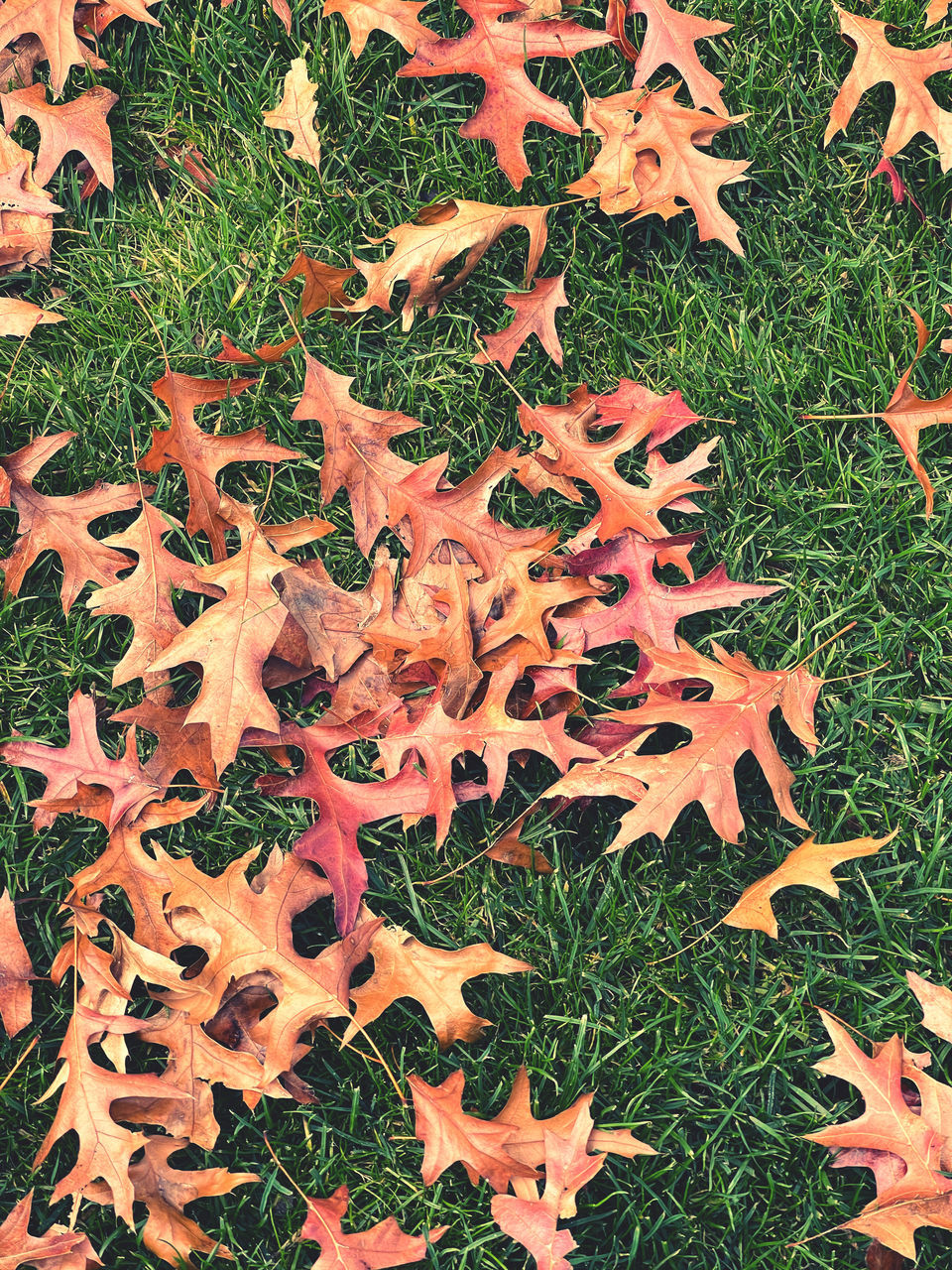 HIGH ANGLE VIEW OF MAPLE LEAF ON FIELD