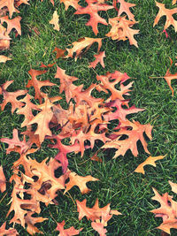 High angle view of maple leaves on field