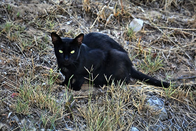 Black cat on field