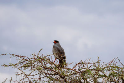 Low angle view of bird perching on branch