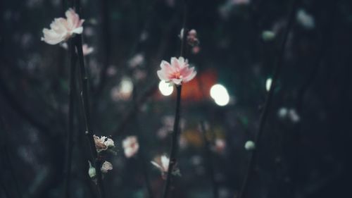 Close-up of white flowering plants