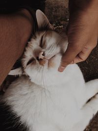 Midsection of person hand with cat