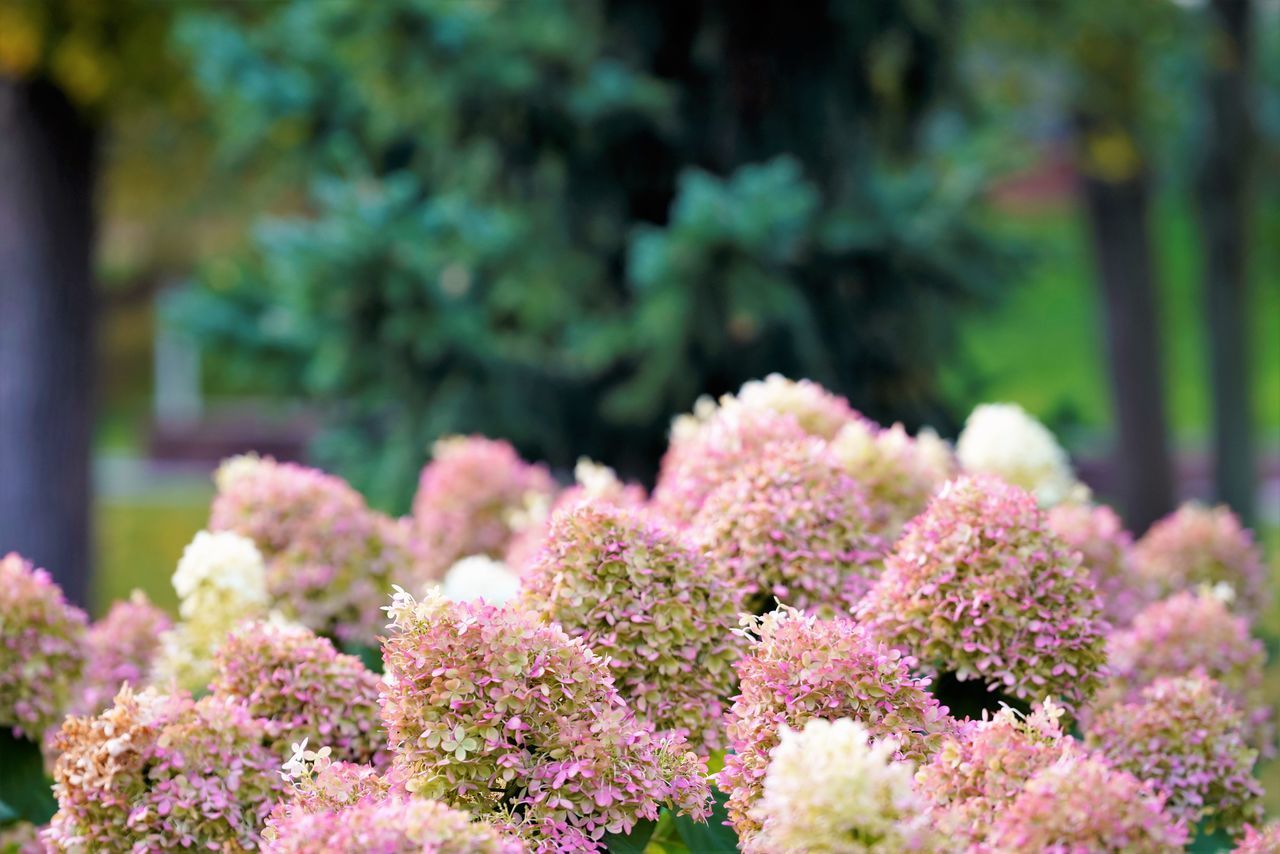 CLOSE-UP OF PINK FLOWERS IN PARK