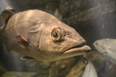 Close-up of fish swimming in aquarium