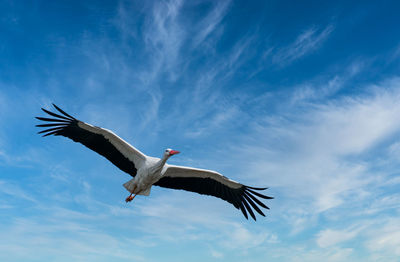 Low angle view of bird flying against sky