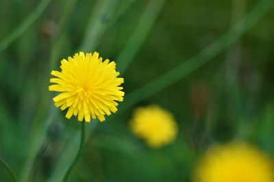 Close-up of yellow flowering plant