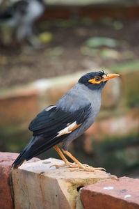 Close-up of bird perching on wood