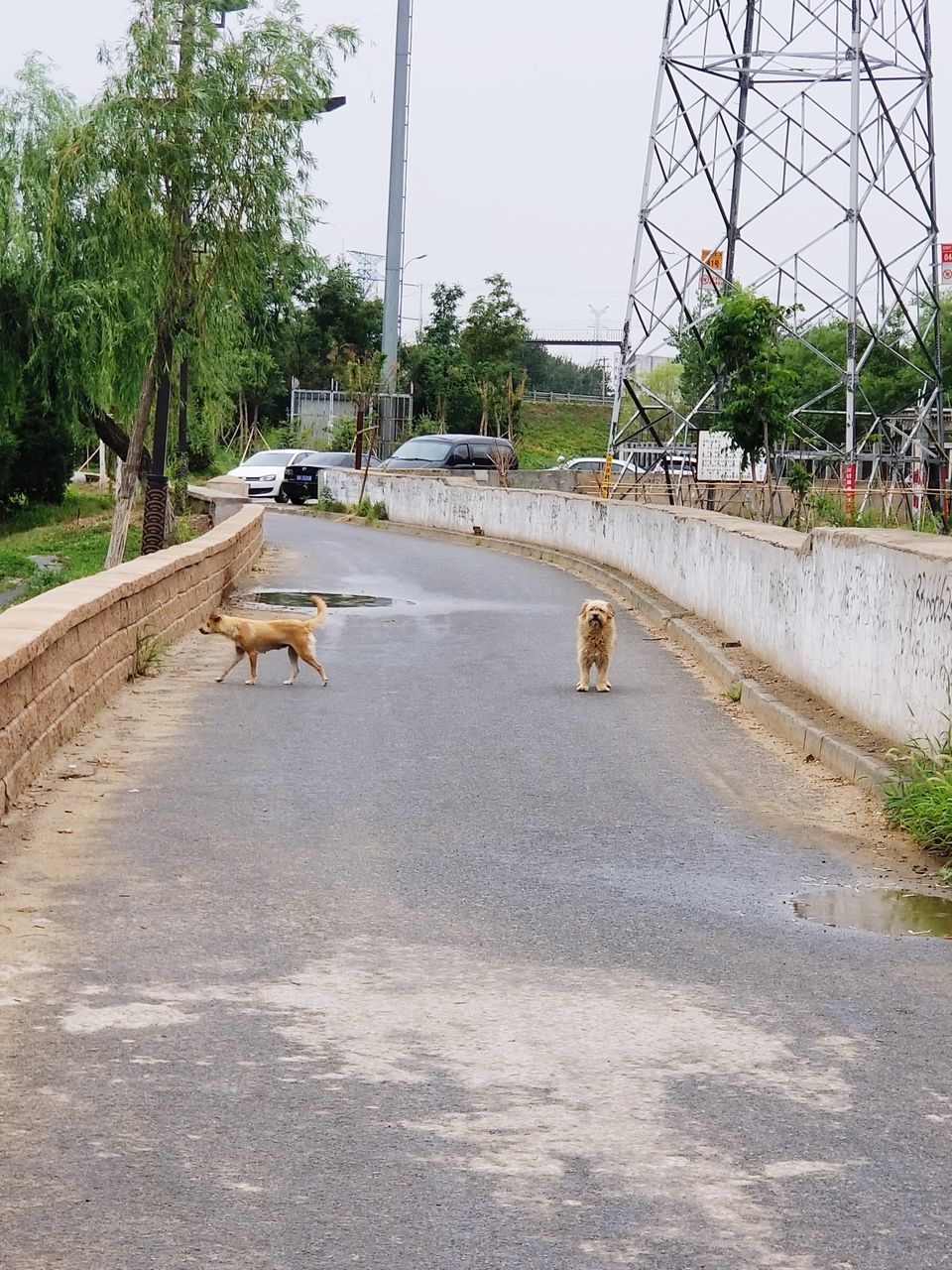 VIEW OF A HORSE ON ROAD