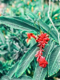 Close-up of red plant