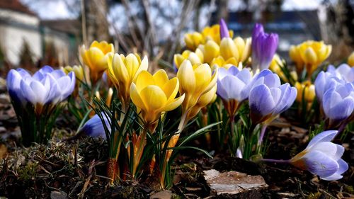 Close-up of purple flowers blooming in field