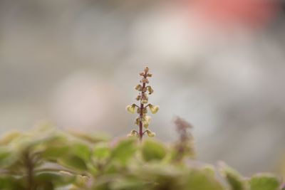 Close-up of small plant