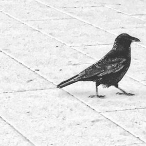 High angle view of bird perching on ground