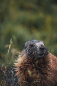 Close-up of marmot