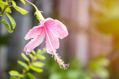Close-up of water drops on pink flowering plant