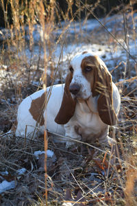 View of a dog on field