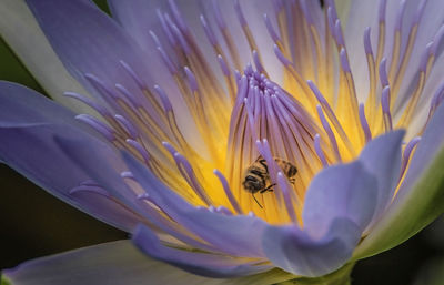 High angle view of bee on purple lotus water lily