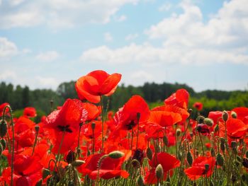 Close-up of red poppies on field against sky