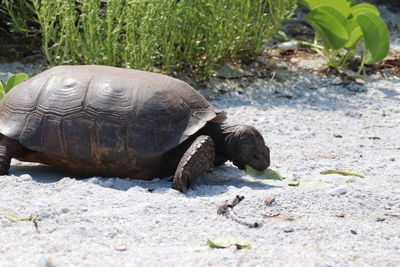 Close-up of turtle on field