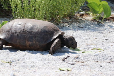 Close-up of turtle on field