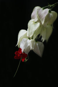 Close-up of flowers blooming against black background