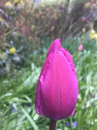 Close-up of pink flower blooming outdoors