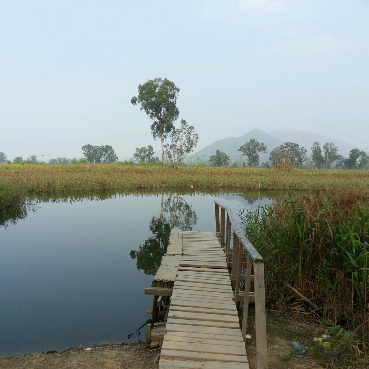 water, tranquility, tranquil scene, lake, scenics, wood - material, clear sky, boardwalk, beauty in nature, nature, pier, the way forward, tree, jetty, wood, sky, reflection, copy space, grass, wooden