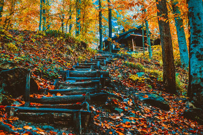 Trees in forest during autumn