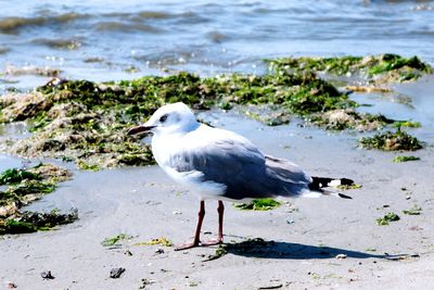 Seagull perching on a beach