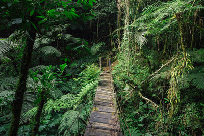 Footpath amidst trees in forest