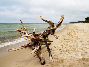 Driftwood on beach