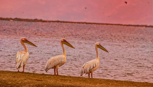 Flock of birds on beach