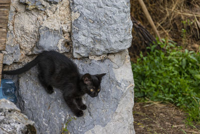 Black cat lying on rock