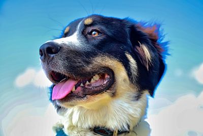 Close-up of dog looking away