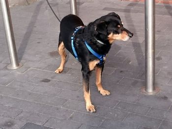 High angle view of dog standing on footpath