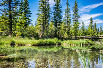 Scenic view of lake in forest