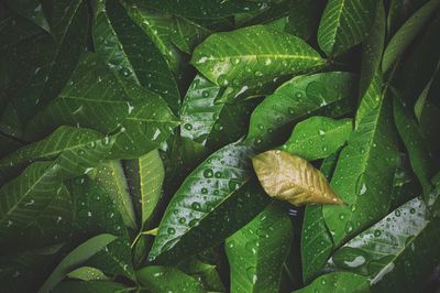 Full frame shot of wet leaves