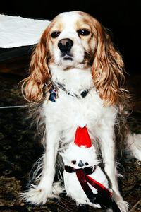 Close-up portrait of dog