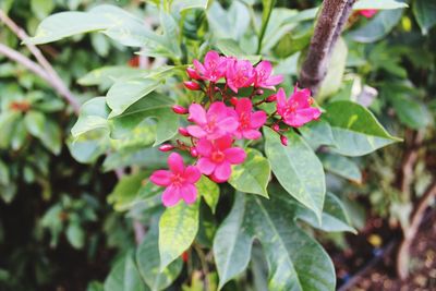 Close-up of flowers blooming outdoors