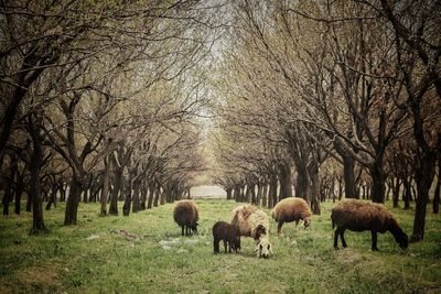 View of sheep grazing in field