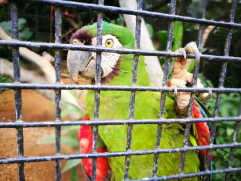 Close-up of parrot perching in cage